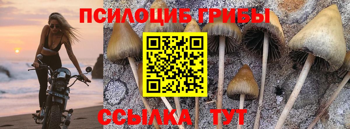 Ачхой-Мартан  Псилоцибиновые грибы MAGIC MUSHROOMS  Вход с VPN 